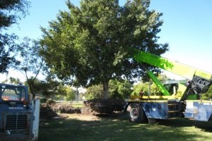 Landscaping Tree Lopping