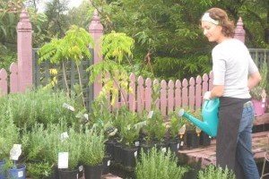 Landscaping Plant Nursery