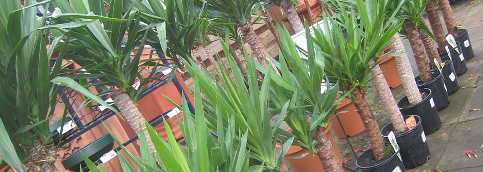 Kwikfynd Plant nursery 10