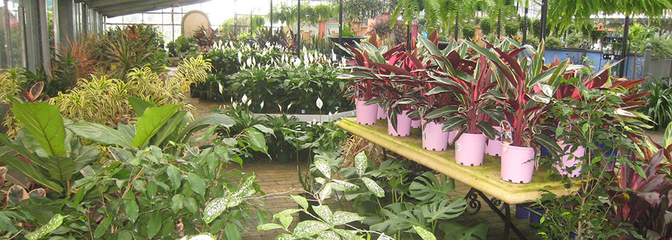 Kwikfynd Plant nursery 7