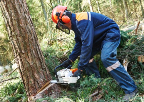 Tree cutting services 21