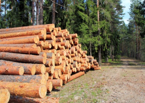 Kwikfynd Tree felling services 31