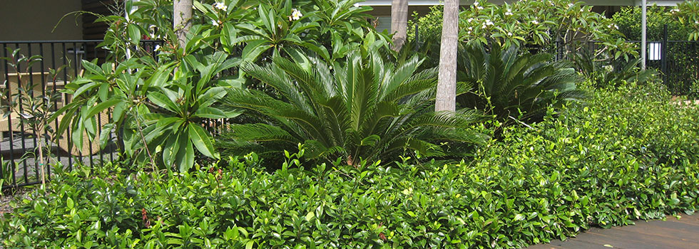 Tropical landscaping 4