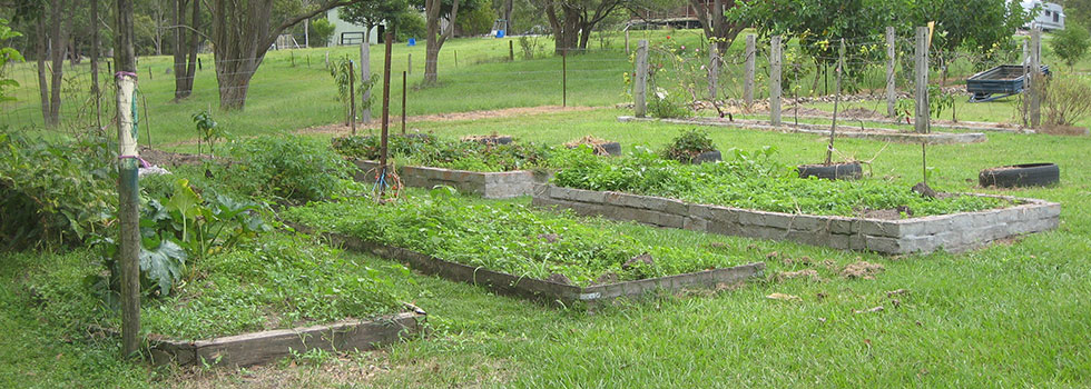 Vegetable gardens 5